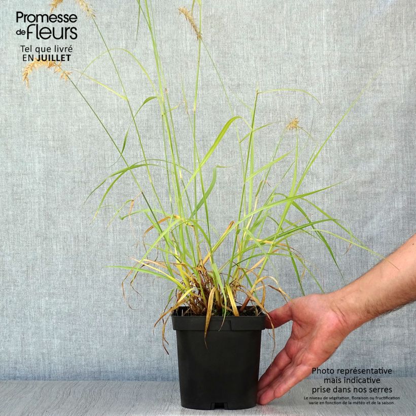 Exemplaar van Pennisetum orientale Tall Tails - Lampenpoetsersgras Pot van 2 l/3 l zoals geleverd in de zomer