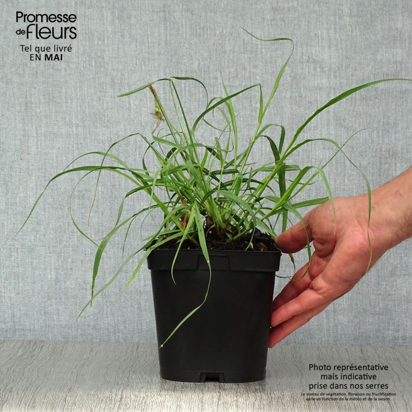 Exemplaar van Pennisetum orientale Tall Tails - Lampenpoetsersgras Pot van 2 l/3 l zoals geleverd in de lente