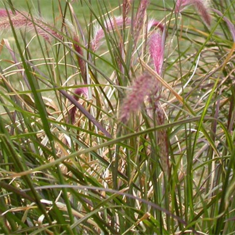 Pennisetum setaceum - Lampenpoetsersgras (Blad)