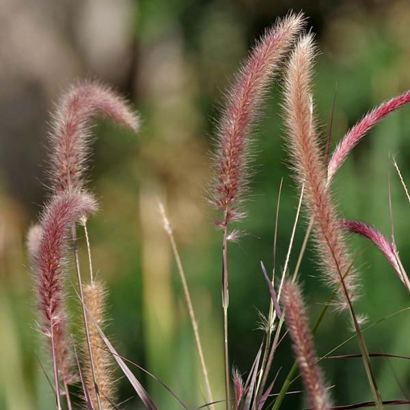 Pennisetum setaceum - Lampenpoetsersgras (Bloei)