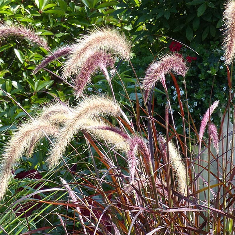 Pennisetum advena Rubrum - Lampenpoetsersgras (Bloei)