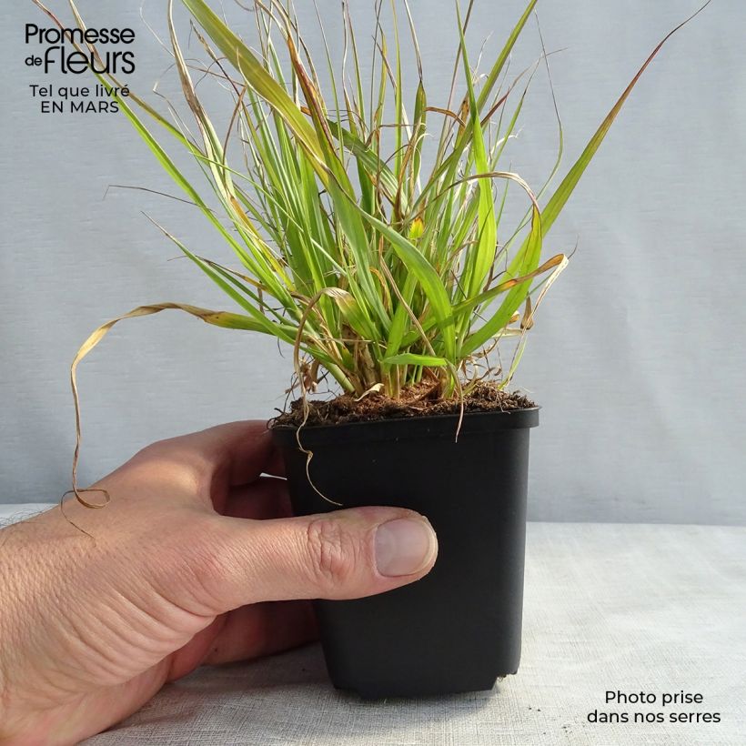 Exemplaar van Pennisetum thunbergii - Lampenpoetsersgras Kweekpotje van 8/9 cm zoals geleverd in de lente