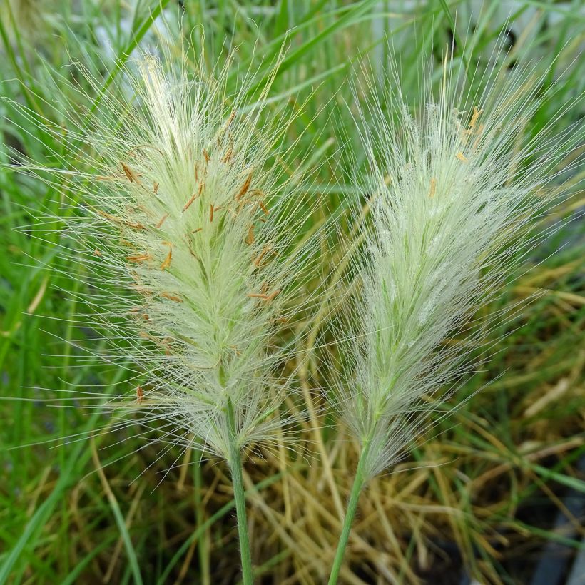 Pennisetum villosum - Lampenpoetsersgras (Bloei)