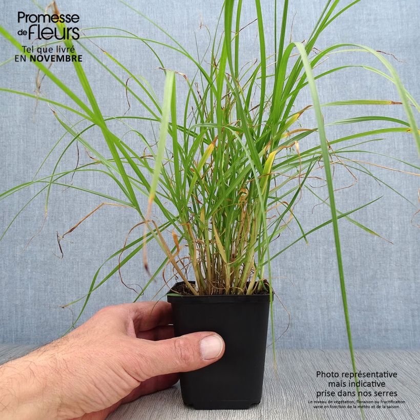 Exemplaar van Pennisetum villosum - Lampenpoetsersgras Kweekpotje van 8/9 cm zoals geleverd in de herfst