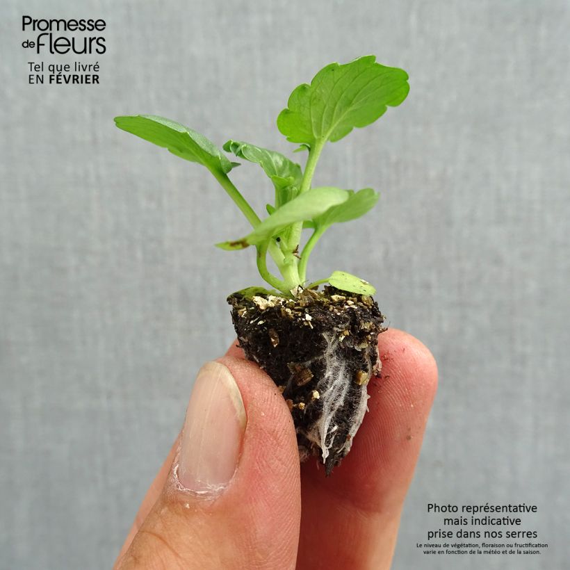 Exemplaar van Viola wittrockiana F1 Carrera Autumn Berries - Grootbloemige viool Minimotte: kluitje van 2,2 cm x 2 cm in kweekplaat per 35 stuks zoals geleverd in de herfst