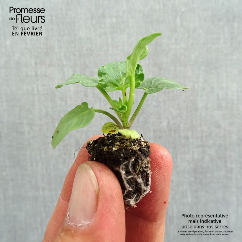 Exemplaar van Viola wittrockiana F1 Carrera Blue With Blotch - Grootbloemige viool Minimotte: kluitje van 2,2 cm x 2 cm in kweekplaat per 35 stuks zoals geleverd in de herfst