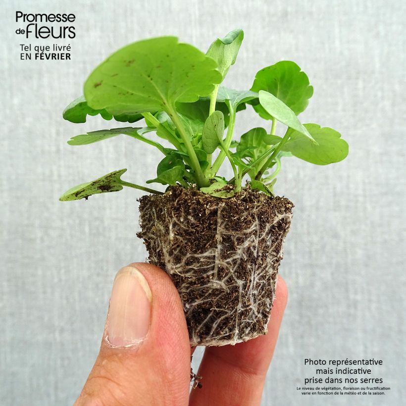 Exemplaar van Viola wittrockiana F1 Carrera Blue With Blotch - Grootbloemige viool Kluitplant: kluit 3,8 cm x 3,2 cm in een tray voor 16 planten zoals geleverd in de herfst