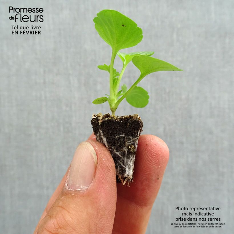 Exemplaar van Viola wittrockiana Carrera Pink Shades - Grootbloemige viool Minimotte: kluitje van 2,2 cm x 2 cm in kweekplaat per 35 stuks zoals geleverd in de herfst