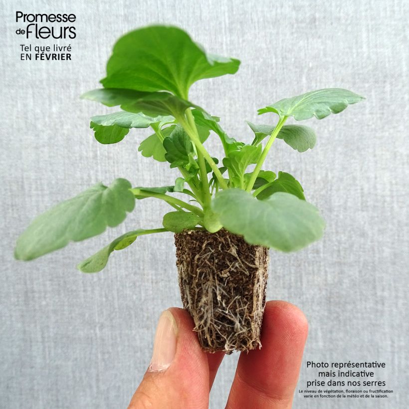 Exemplaar van Viola wittrockiana F1 Carrera White - Grootbloemige viool Kluitplant: kluit 3,8 cm x 3,2 cm in een tray voor 16 planten zoals geleverd in de herfst
