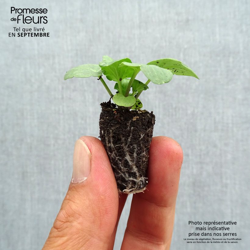 Exemplaar van Viola wittrockiana Cats F1 Mix - Grootbloemige viool Mini-mot Ø 1,5/2,5 cm zoals geleverd in de herfst