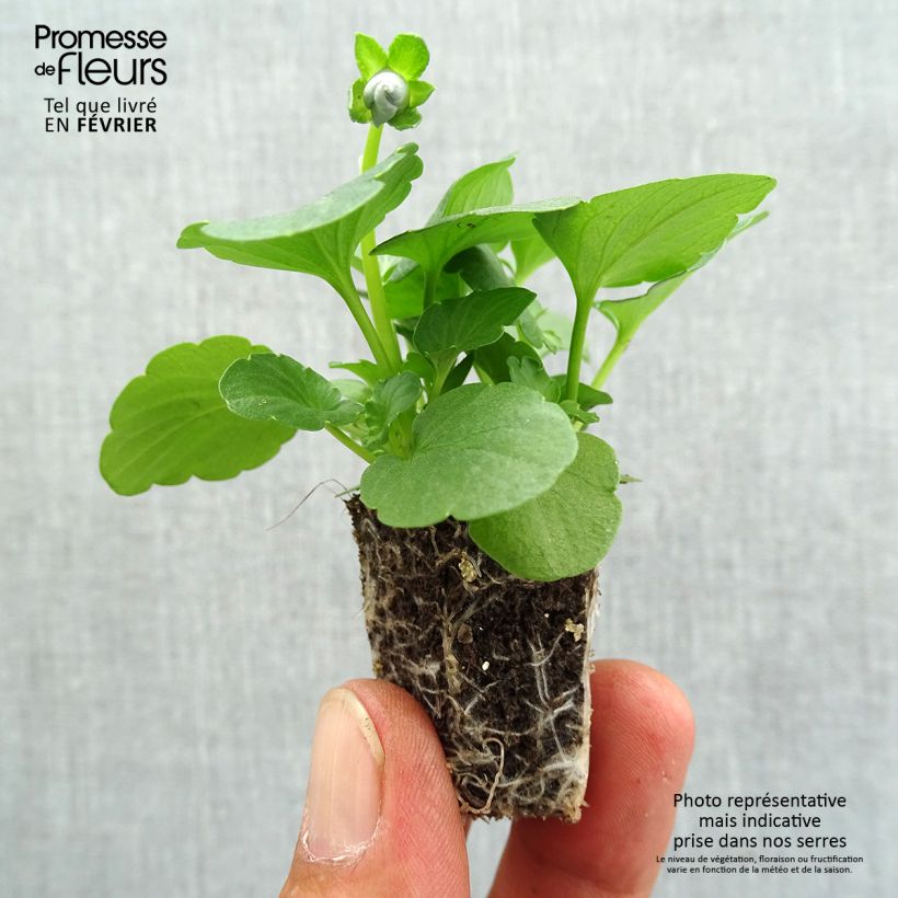 Exemplaar van Viola wittrockiana Inspire Silver Blue - Grootbloemige viool Kluitplant: kluit 3,8 cm x 3,2 cm in een tray voor 16 planten zoals geleverd in de herfst