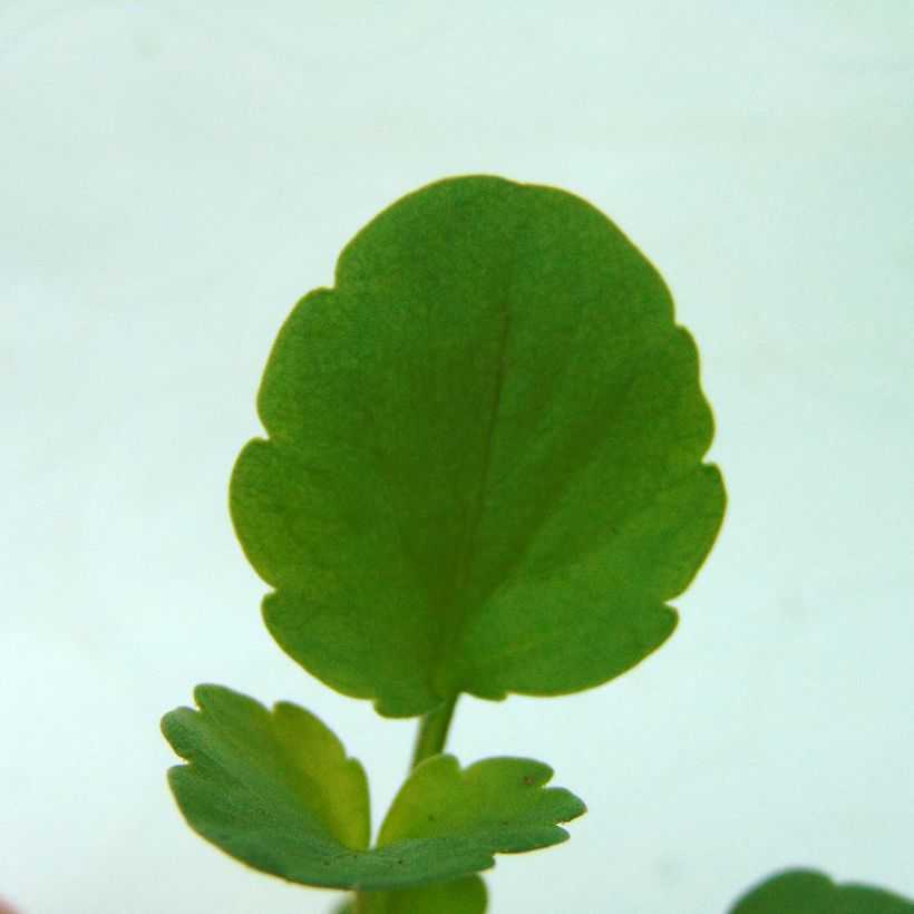 Viola Matrix F1 Cassis - Grootbloemige viool (Blad)