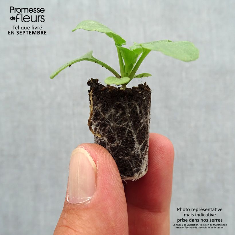 Exemplaar van Viola Matrix F1 Cassis - Grootbloemige viool Mini-mot Ø 1,5/2,5 cm zoals geleverd in de herfst