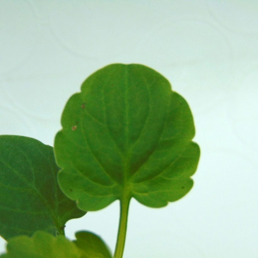 Viola wittrockiana Matrix F1 Deep Blue Blotch - Grootbloemige viool (Blad)