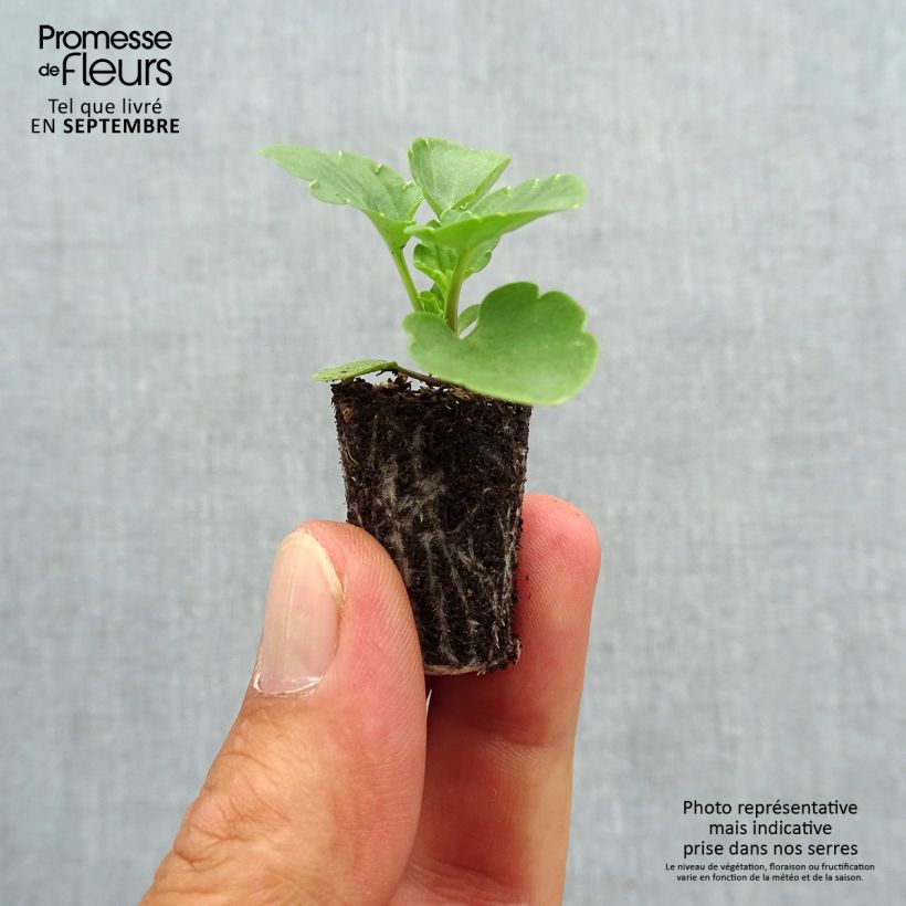 Exemplaar van Viola wittrockiana Matrix F1 Deep Blue Blotch - Grootbloemige viool Mini-mot Ø 1,5/2,5 cm zoals geleverd in de herfst