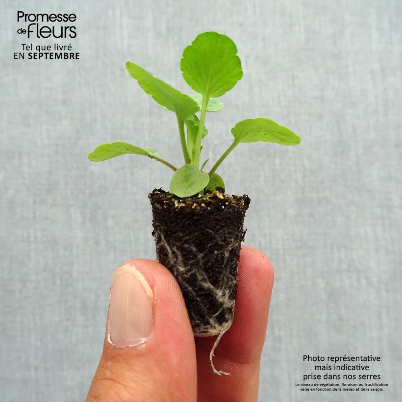 Exemplaar van Viola Matrix F1 Lavender Shades - Grootbloemige viool Mini-mot Ø 1,5/2,5 cm zoals geleverd in de herfst