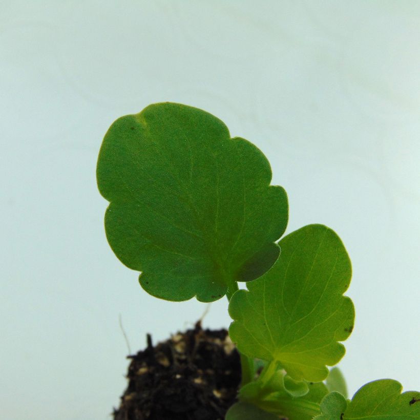 Viola Matrix F1 Lemon Clear - Grootbloemige viool (Blad)
