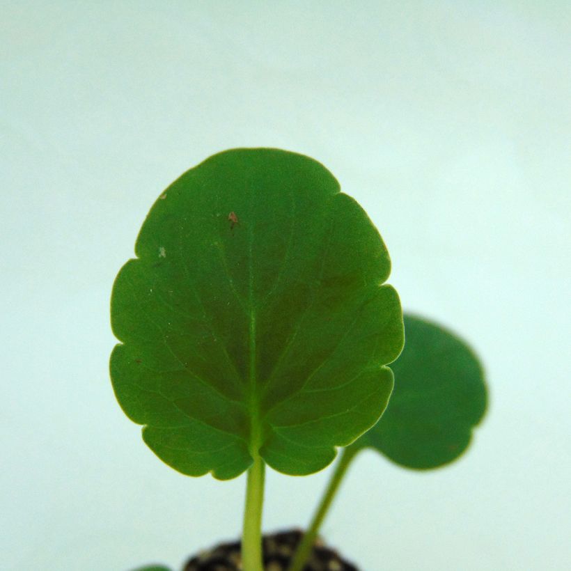 Viola Matrix Orange Deep F1 - Grootbloemige viool (Blad)