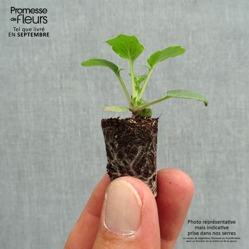 Exemplaar van Viola Matrix Orange Deep F1 - Grootbloemige viool Mini-mot Ø 1,5/2,5 cm zoals geleverd in de herfst