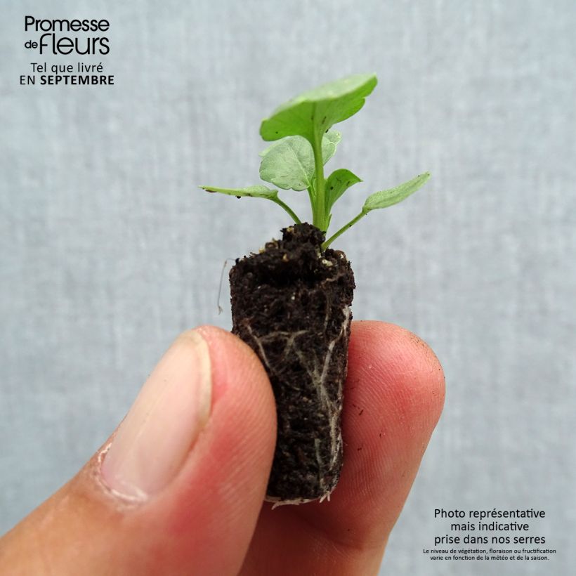 Exemplaar van Viola wittrockiana Bimbo Lips - Grootbloemige viool Mini-mot Ø 1,5/2,5 cm zoals geleverd in de herfst