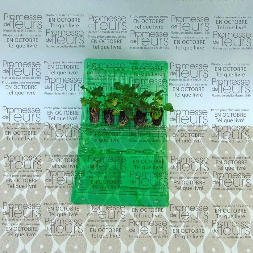 Voorbeeld van een exemplaar van Viola wittrockiana Mariposa Peach Shades - Grootbloemige viool Mini-mot Ø 1,5/2,5 cm zoals geleverd