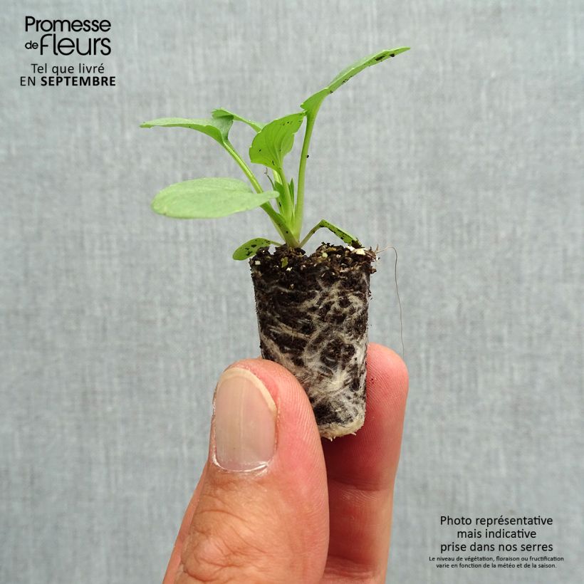 Exemplaar van Viola Matrix F1 Sangria - Grootbloemige viool Mini-mot Ø 1,5/2,5 cm zoals geleverd in de herfst