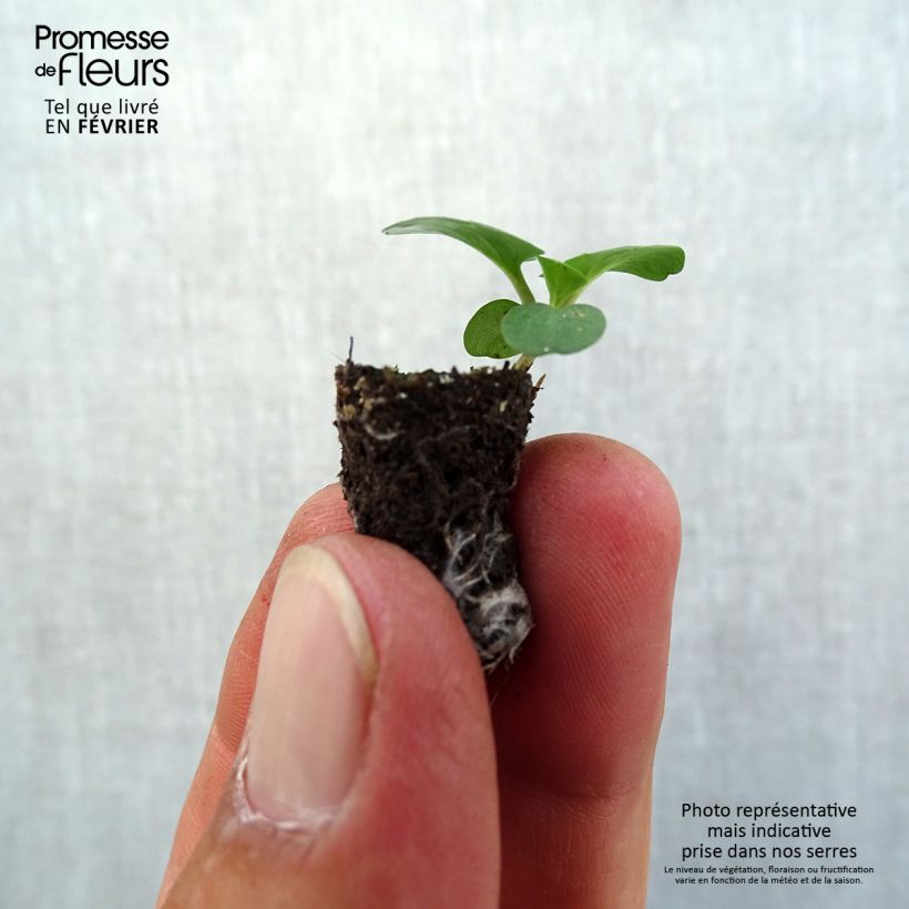 Exemplaar van Viola wittrockiana Prim Up Blue Yellow Splash - Middel-grootbloemige viool Mini-mot Ø 1,5/2,5 cm zoals geleverd in de herfst