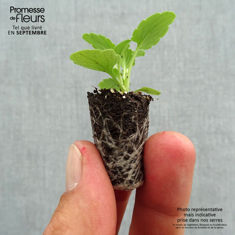 Exemplaar van Viola wittrockiana Ultima Radiance F1 Pink - Middel-grootbloemige viool Mini-mot Ø 1,5/2,5 cm zoals geleverd in de herfst