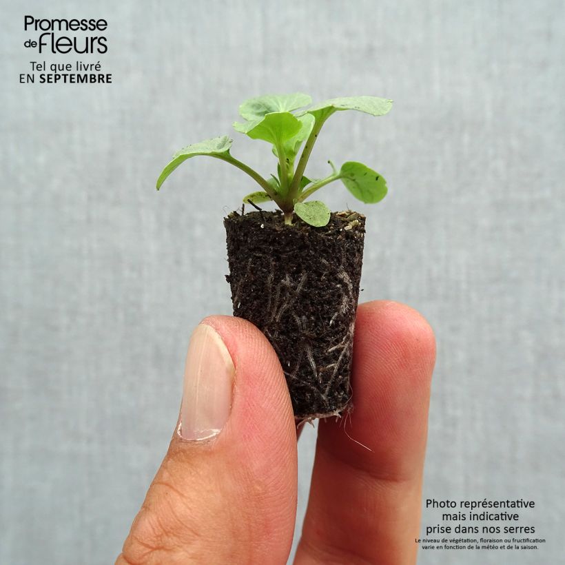 Exemplaar van Viola wittrockiana Ultima Radiance F1 Red - Grootbloemige viool Mini-mot Ø 1,5/2,5 cm zoals geleverd in de herfst