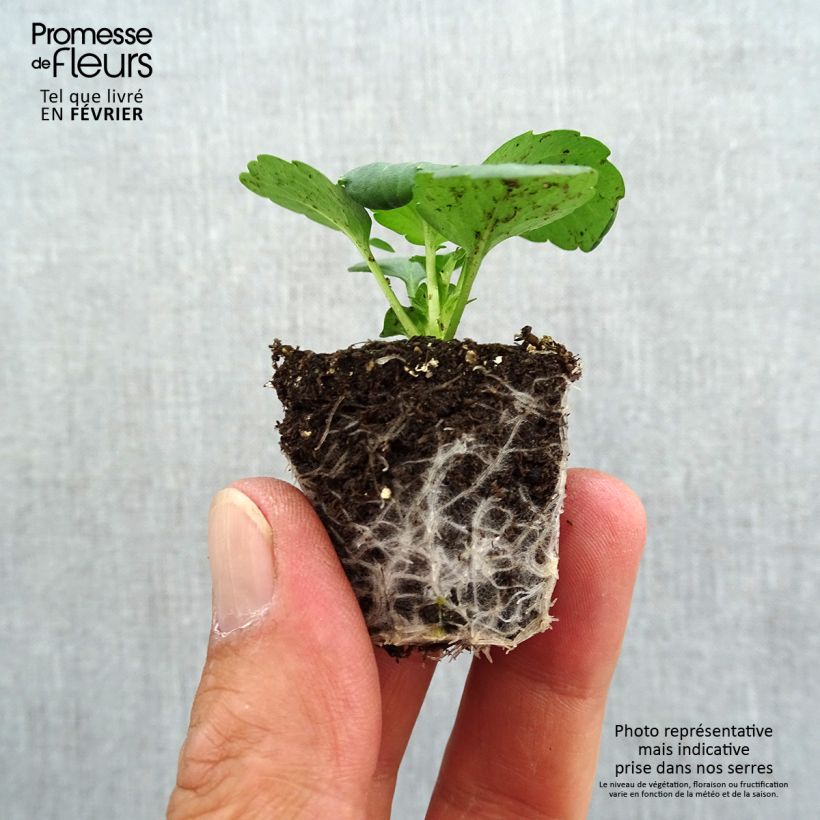 Exemplaar van Viola wittrockiana Prim Up Yellow Red Blotch - Grootbloemige viool Kluitplant: kluit 3,8 cm x 3,2 cm in een tray voor 16 planten zoals geleverd in de herfst