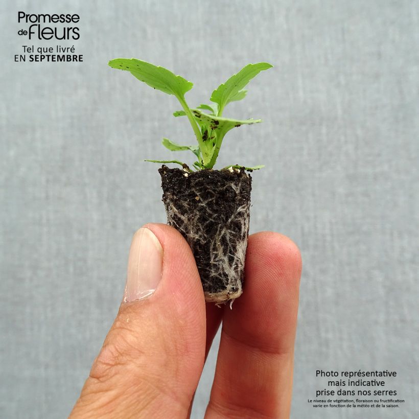 Exemplaar van Viola wittrockiana Ultima Radiance F1 Mix - Middel-grootbloemige violen in mix Mini-mot Ø 1,5/2,5 cm zoals geleverd in de herfst