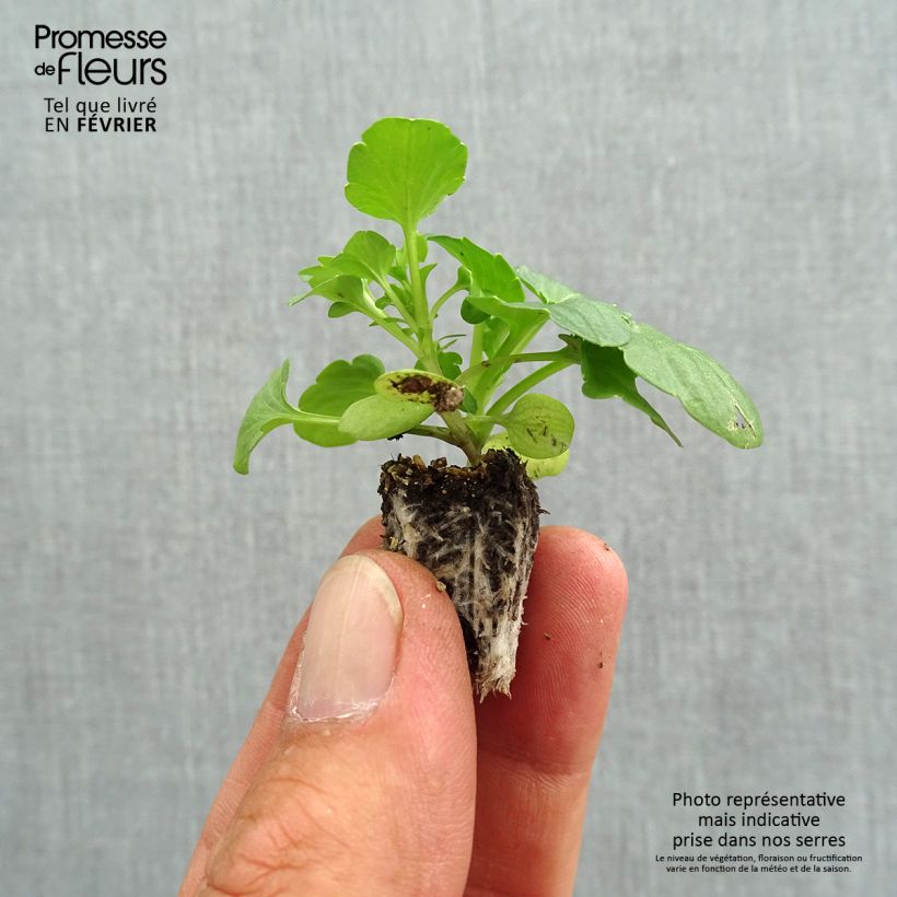 Exemplaar van Viola wittrockiana Farandole Mix - Grootbloemige violen golvende bloemblaadjes Minimotte: kluitje van 2,2 cm x 2 cm in kweekplaat per 35 stuks zoals geleverd in de herfst