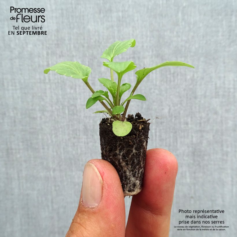 Exemplaar van Viola wittrockiana Frizzle Sizzle F1 Mix Frizzle Yellow - Grootbloemige violen met golvende bloemblaadjes in mix Mini-mot Ø 1,5/2,5 cm zoals geleverd in de herfst