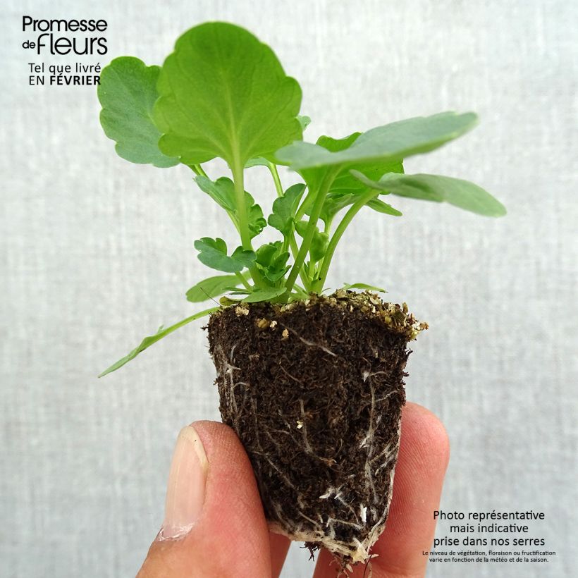 Exemplaar van Viola wittrockiana F1 Suprême Mix - Grootbloemige violen Mix Kluitplant: kluit 3,8 cm x 3,2 cm in een tray voor 16 planten zoals geleverd in de herfst