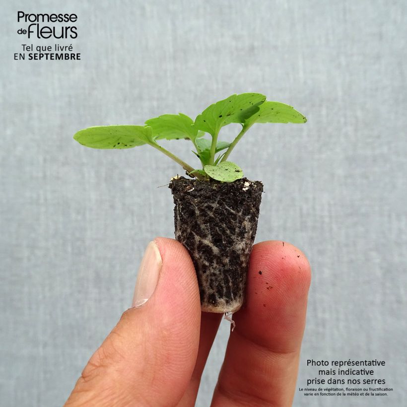 Exemplaar van Viola wittrockiana EVO BIG - Grootbloemige viool Mini-mot Ø 1,5/2,5 cm zoals geleverd in de herfst