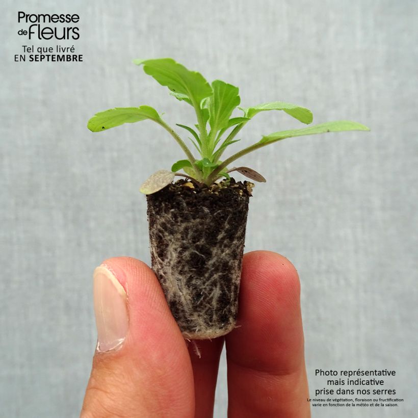 Exemplaar van Viola wittrockiana Cool Wave Blue Skies - Hangende/spreidende grootbloemige viool Mini-mot Ø 1,5/2,5 cm zoals geleverd in de herfst