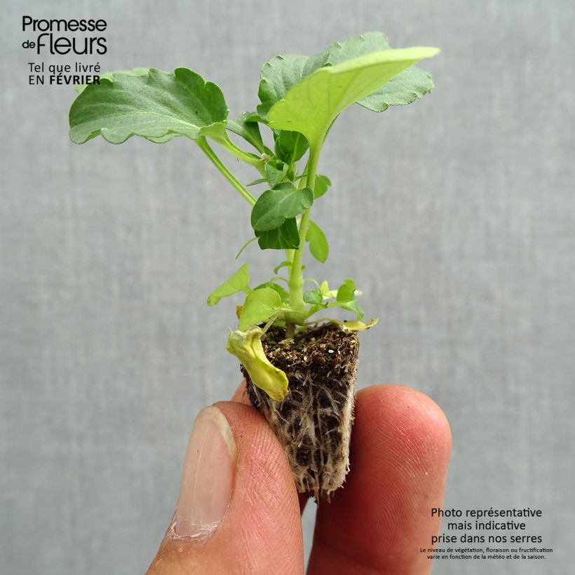 Exemplaar van Viola Cool Wave Morpho - Hangviool/Spreidende viool Minimotte: kluitje van 2,2 cm x 2 cm in kweekplaat per 35 stuks zoals geleverd in de herfst