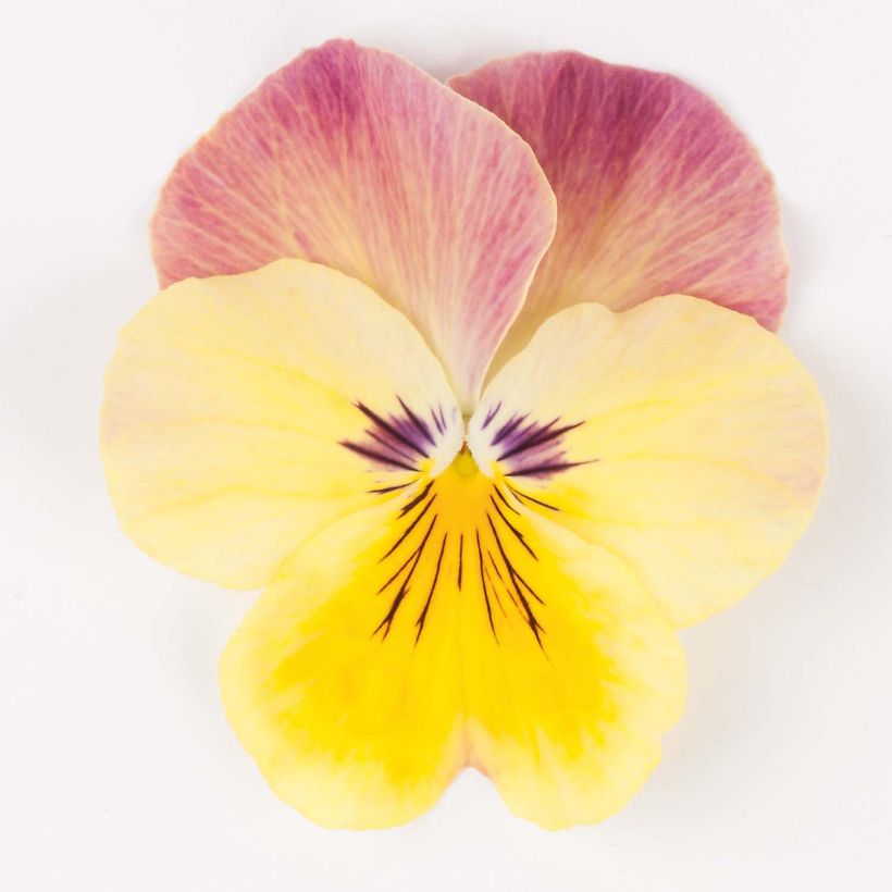 Viola wittrockiana Strawberry Swirl - Grootbloemige viool (Bloei)