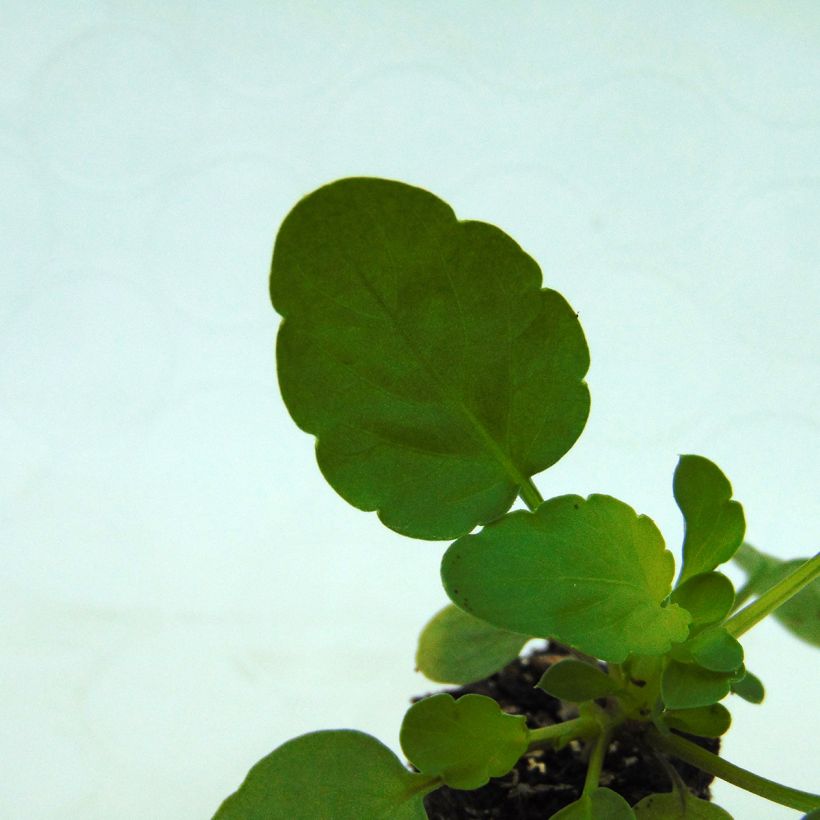 Viola Cool Wave Raspberry - Hangviool/Spreidende viool (Blad)