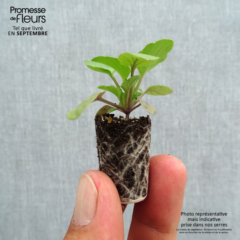 Exemplaar van Viola Cool Wave Raspberry - Hangviool/Spreidende viool Mini-mot Ø 1,5/2,5 cm zoals geleverd in de herfst