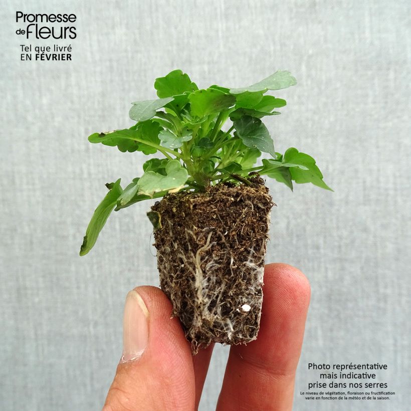 Exemplaar van Viola wittrockiana Cool Wave Red Wing - Hangende/spreidende grootbloemige viool Kluitplant: kluit 3,8 cm x 3,2 cm in een tray voor 16 planten zoals geleverd in de herfst