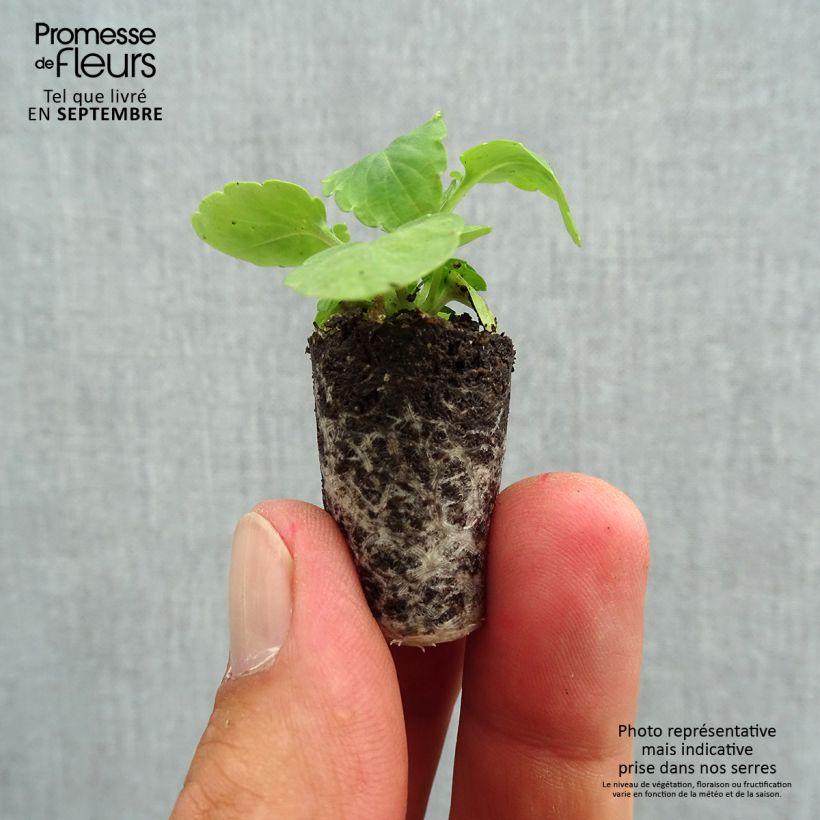 Exemplaar van Viola wittrockiana Cool Wave White - Hangende/spreidende grootbloemige viool Mini-mot Ø 1,5/2,5 cm zoals geleverd in de herfst