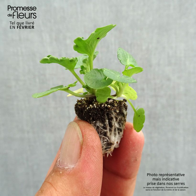 Exemplaar van Viola wittrockiana Prim’Up Ocean Mix - Middel-grootbloemige viool Minimotte: kluitje van 2,2 cm x 2 cm in kweekplaat per 35 stuks zoals geleverd in de herfst