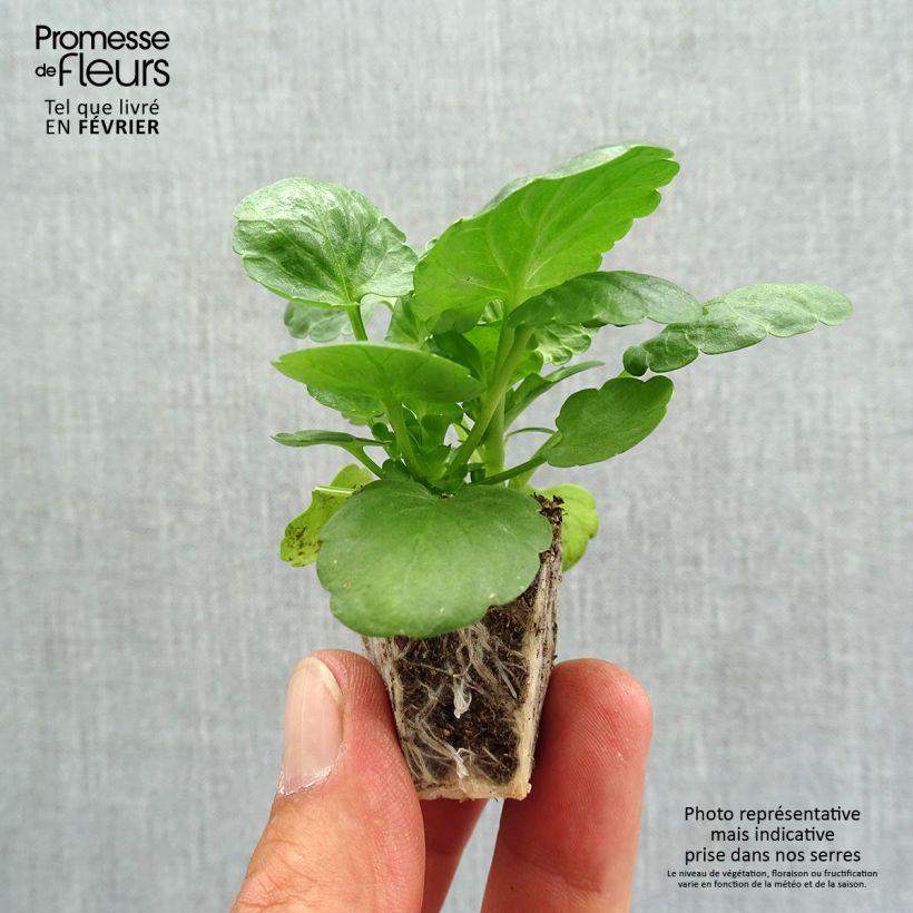 Exemplaar van Viola wittrockiana Prim’Up Ocean Mix - Middel-grootbloemige viool Kluitplant: kluit 3,8 cm x 3,2 cm in een tray voor 16 planten zoals geleverd in de herfst