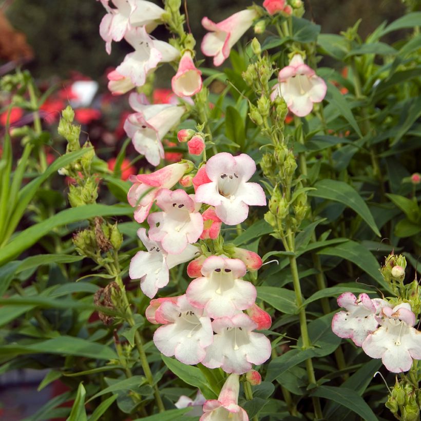 Penstemon Apple Blossom - Slangenkop (Bloei)