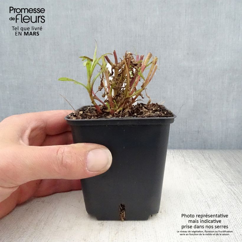 Exemplaar van Penstemon Apple Blossom - Slangenkop Kweekpotje van 8/9 cm zoals geleverd in de lente