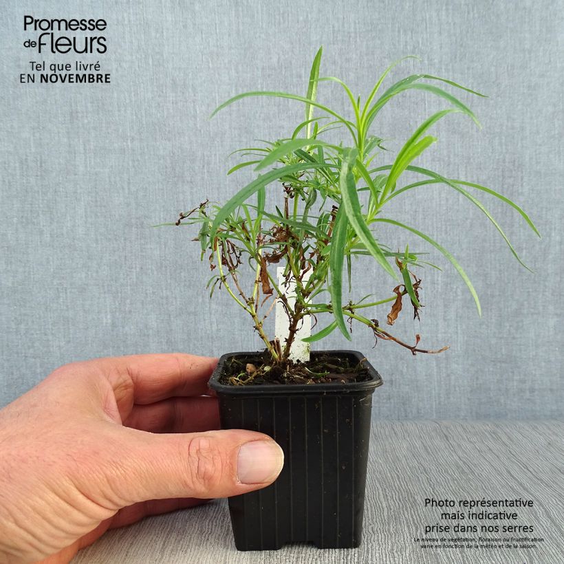 Exemplaar van Penstemon Evelyn - Slangenkop Kweekpotje van 8/9 cm zoals geleverd in de herfst