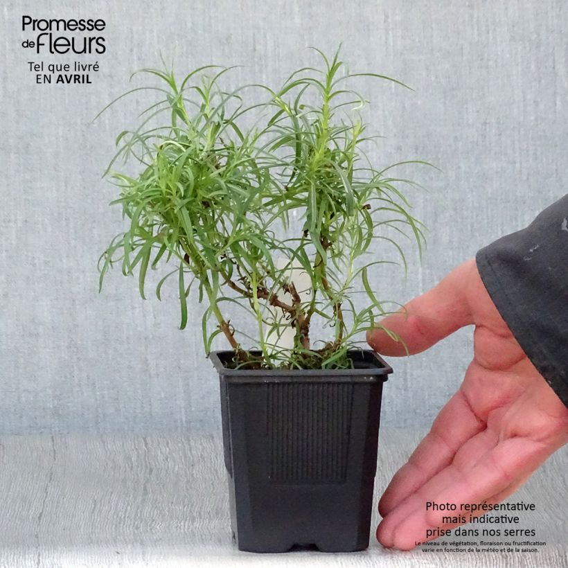 Exemplaar van Penstemon Evelyn - Slangenkop Kweekpotje van 8/9 cm zoals geleverd in de lente