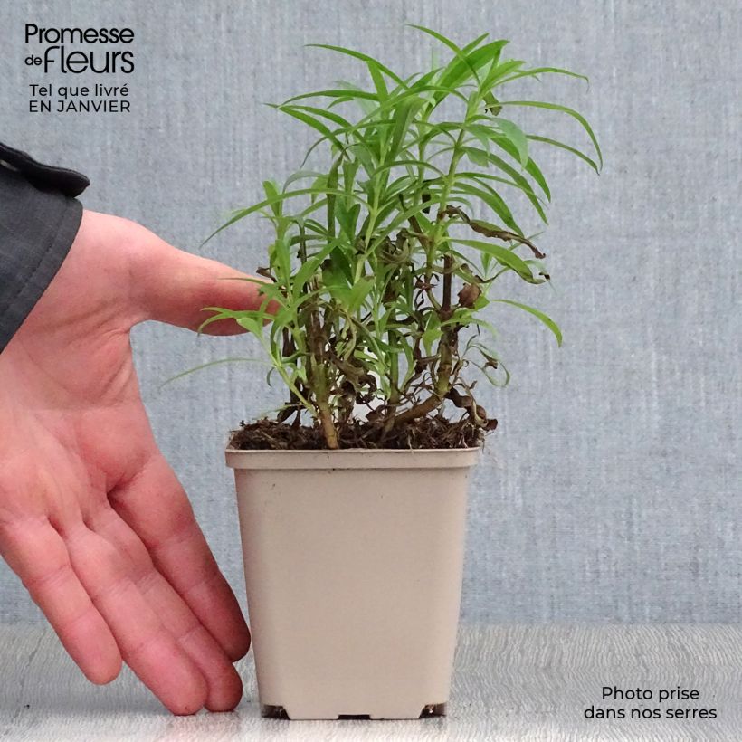 Exemplaar van Penstemon Harlequin Red - Slangenkop Kweekpotje van 8/9 cm zoals geleverd in de winter