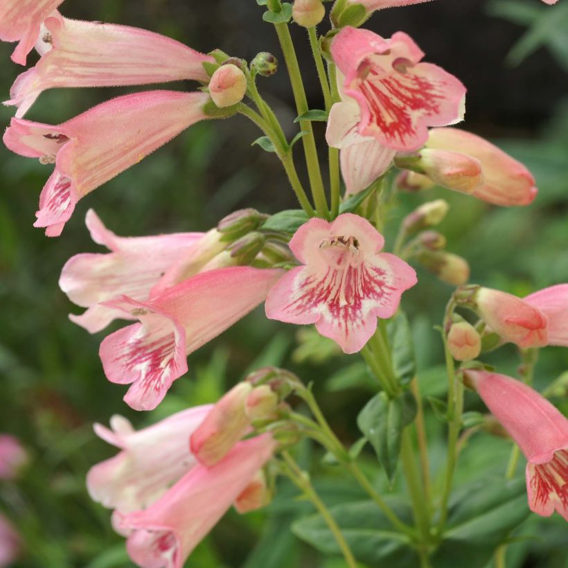 Penstemon Hewell Pink Bedder - Slangenkop (Flowering)
